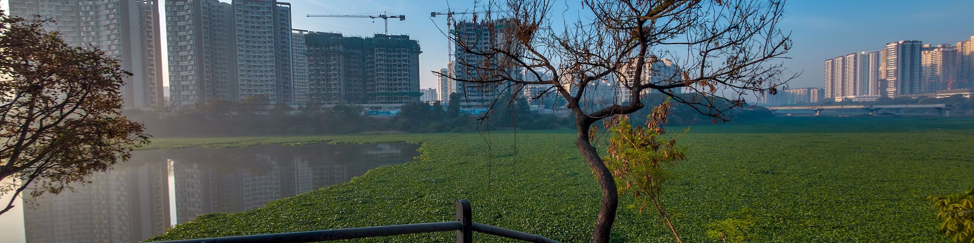 Green water hyacinth covers the river Mula Mutha at Pune India. It forms dense, impenetrable mats which clog waterways, making boating, fishing and almost all other water activities, impossible.