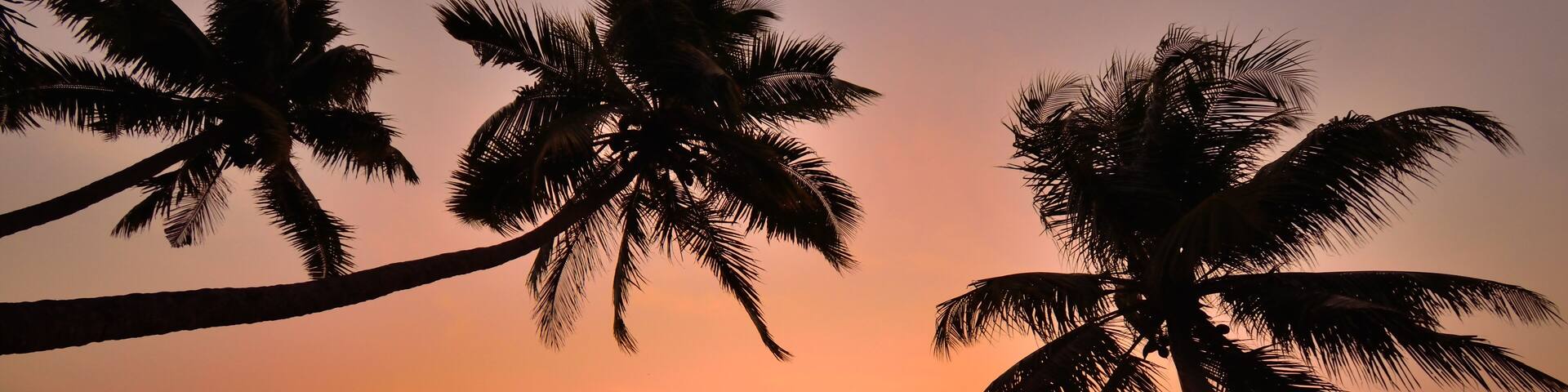 Silhouette of coconut trees along with chinese fishing nets in kumbalangi, a suburb of kochi during sunset.