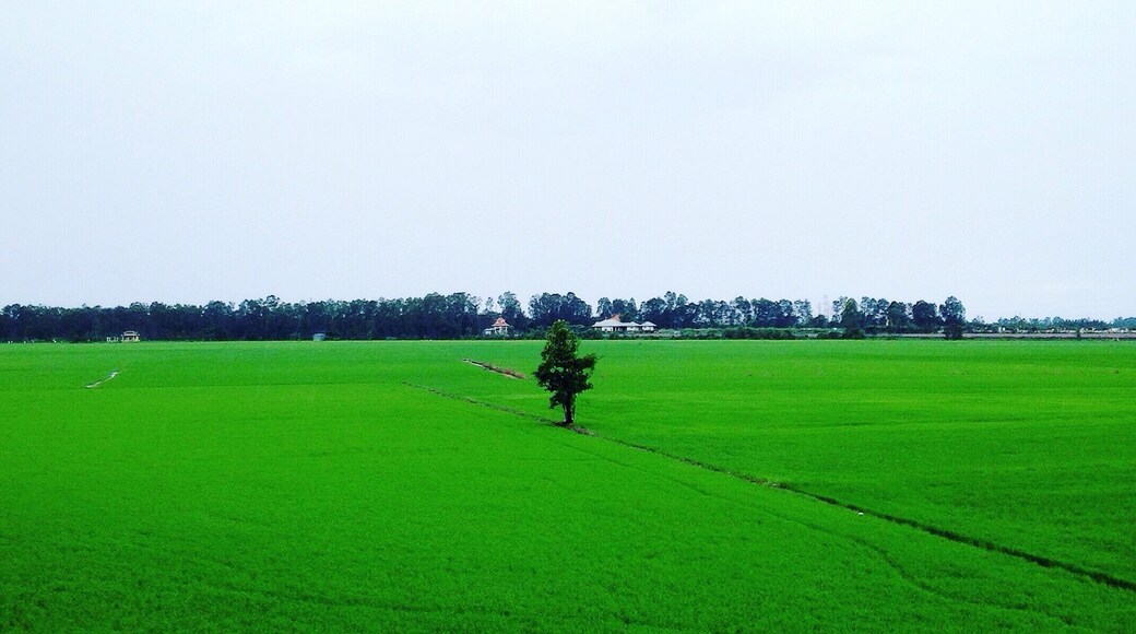 A lonely tree among huge green rice field which is popular and typical image of the west of Vietnam.