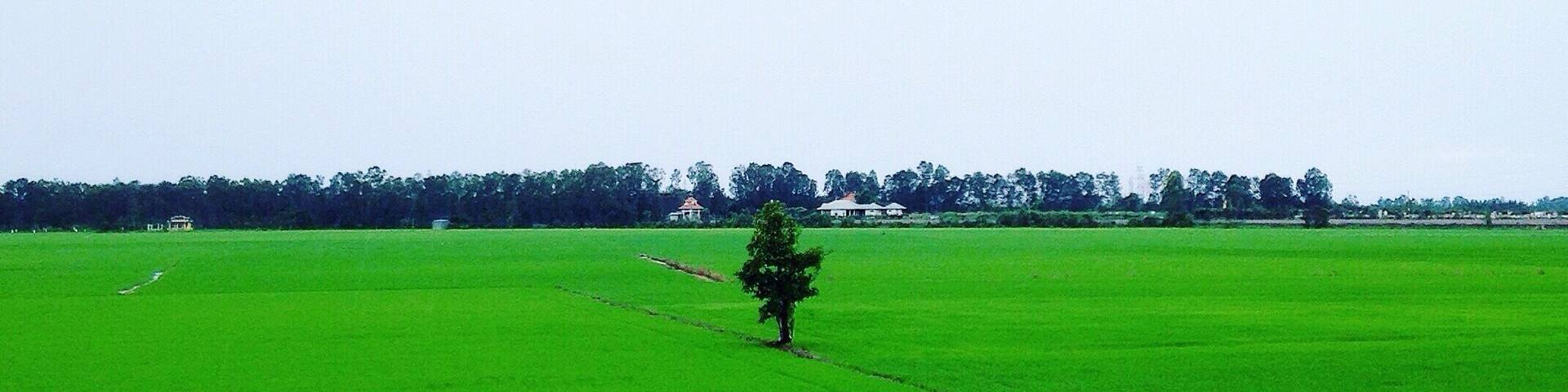 A lonely tree among huge green rice field which is popular and typical image of the west of Vietnam.