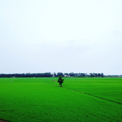 A lonely tree among huge green rice field which is popular and typical image of the west of Vietnam.