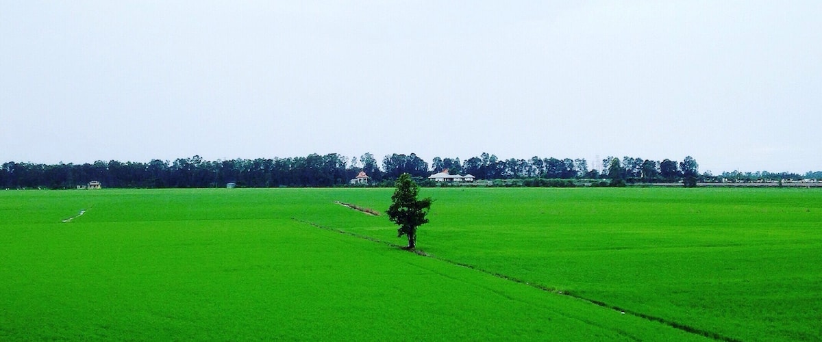 A vast green field with a single tree in the center and a line of houses in the distance.