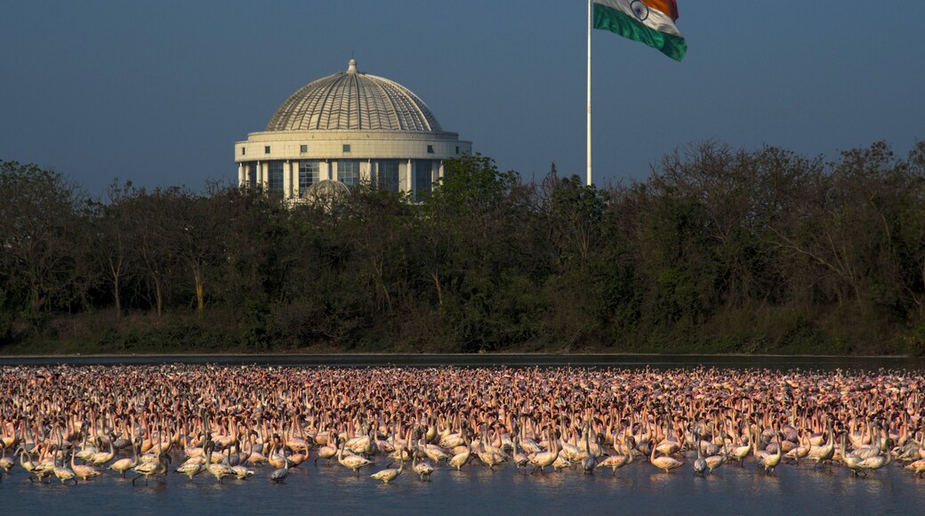 View of a large flock of pink flamingos wading in the water with the Navi Mumbai Municipal Corporation dome and the Indian national flag in the background Navi Mumbai, Maharashtra, India.