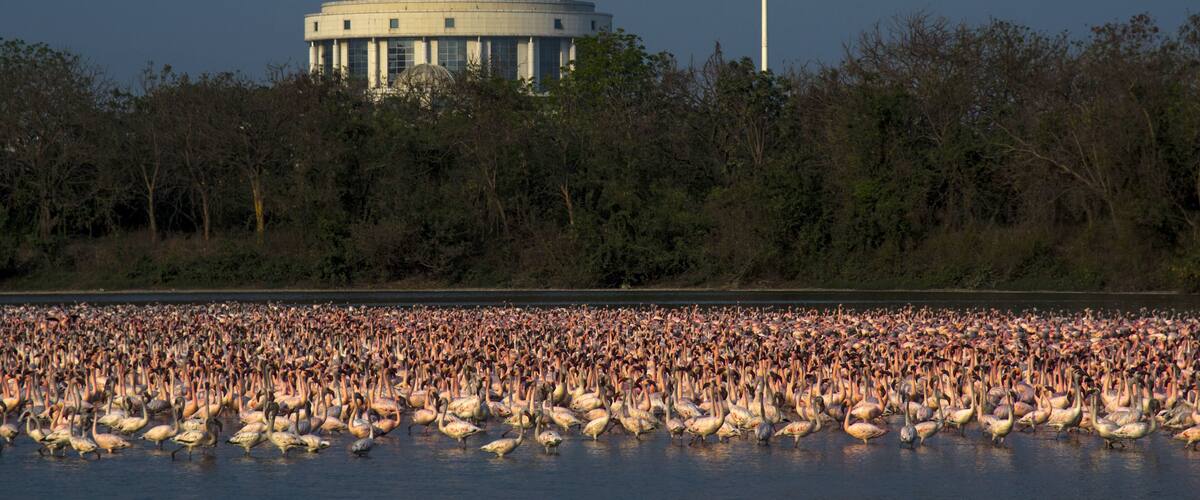View of a large flock of pink flamingos wading in the water with the Navi Mumbai Municipal Corporation dome and the Indian national flag in the background Navi Mumbai, Maharashtra, India.
