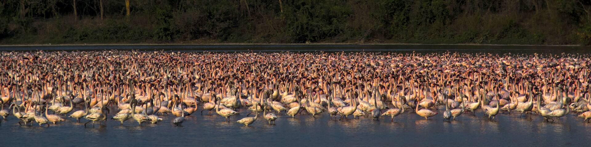 View of a large flock of pink flamingos wading in the water with the Navi Mumbai Municipal Corporation dome and the Indian national flag in the background Navi Mumbai, Maharashtra, India.