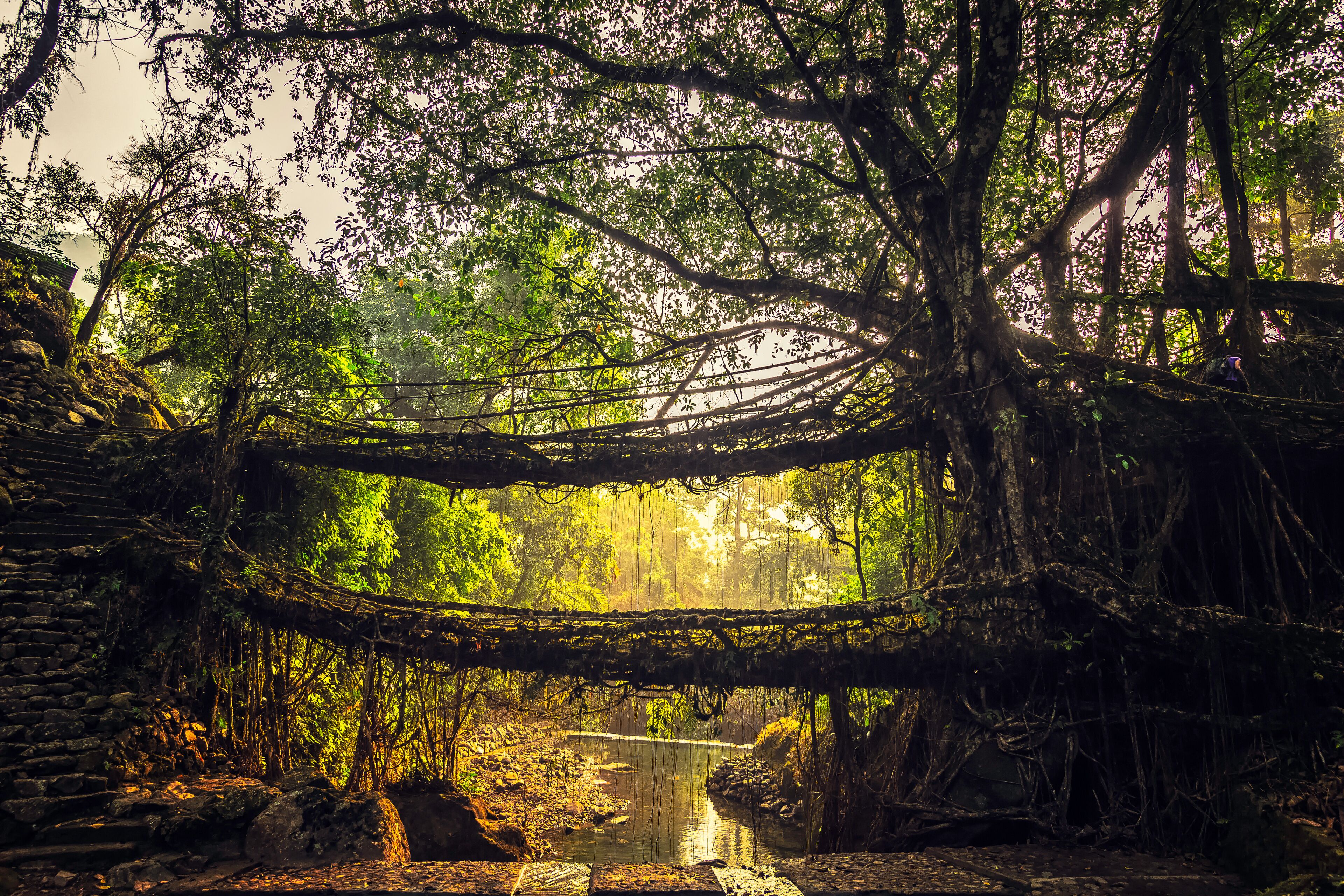Living roots bridge formed by training tree roots over years to knit together near Nongriat village, cherrapunji, Meghalaya, India.