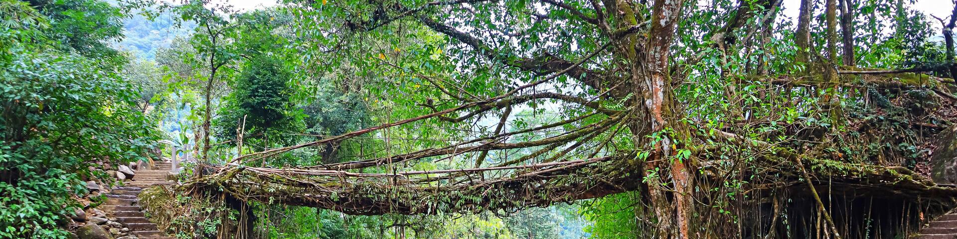 View of natural two storied living Root Bridge Near Cherrapunji, Meghalaya, India.