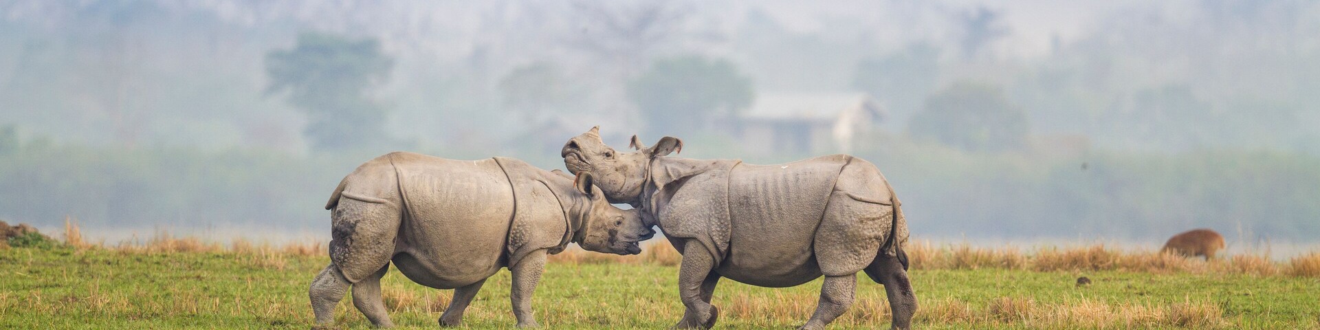 Fighting Rhino