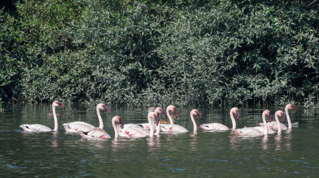 A flock of lesser flamingo (Phoeniconaias minor) seen swimming in the wetlands near Airoli in New Bombay in Maharashtra, India