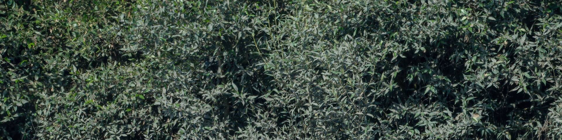 A flock of lesser flamingo (Phoeniconaias minor) seen swimming in the wetlands near Airoli in New Bombay in Maharashtra, India