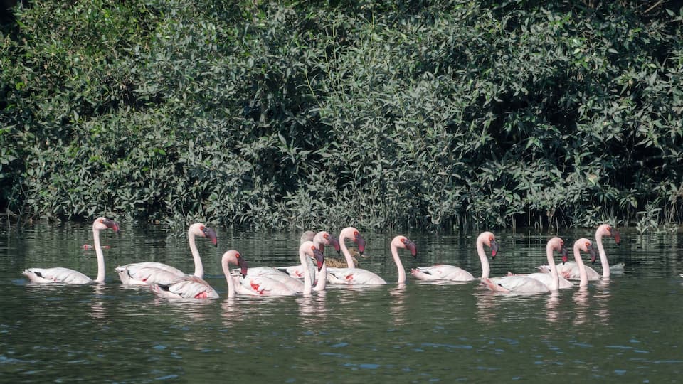 A flock of lesser flamingo (Phoeniconaias minor) seen swimming in the wetlands near Airoli in New Bombay in Maharashtra, India