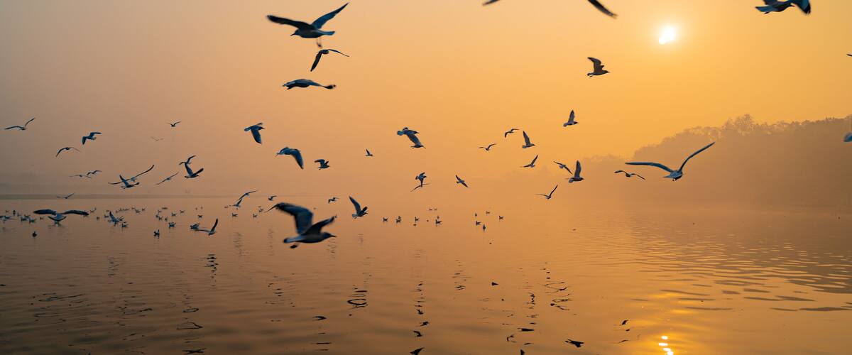 Seagulls of Yamuna Ghat, Scenic spot in New Delhi, India
