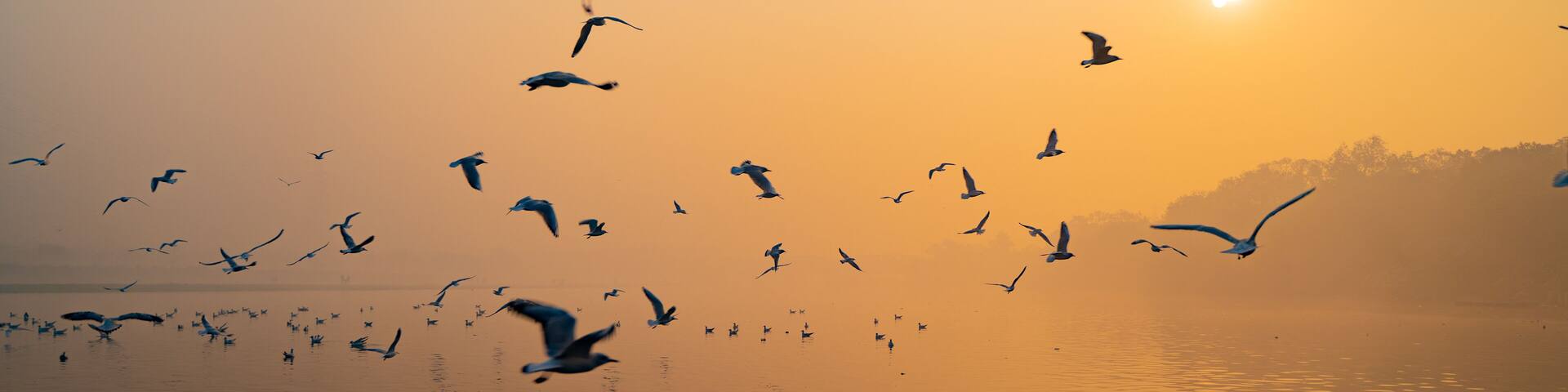 Seagulls of Yamuna Ghat, Scenic spot in New Delhi, India