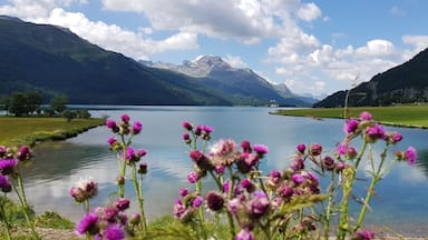 A lake surrounded by mountains, with purple flowers in the foreground.