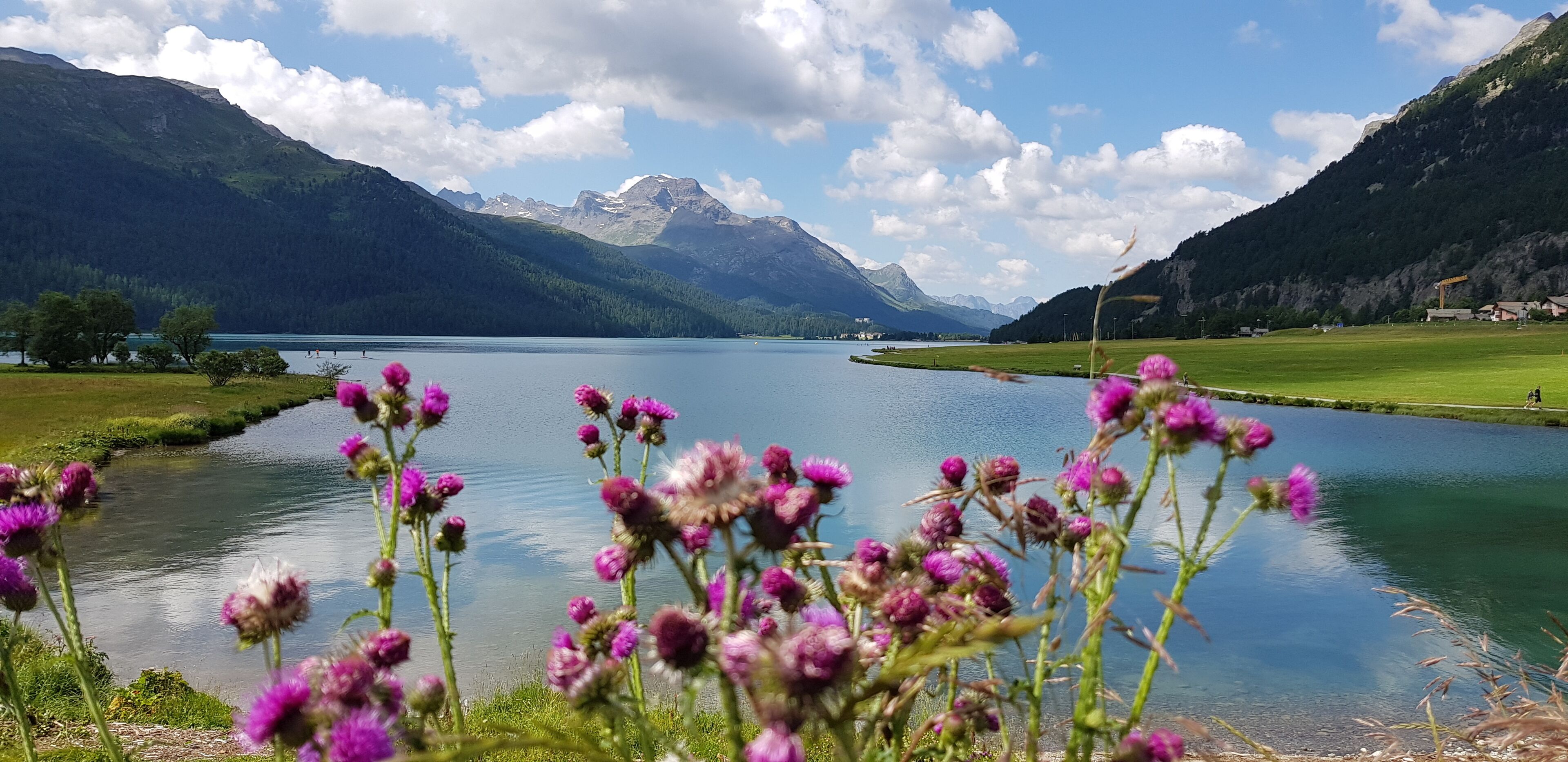 A lake surrounded by mountains, with purple flowers in the foreground.