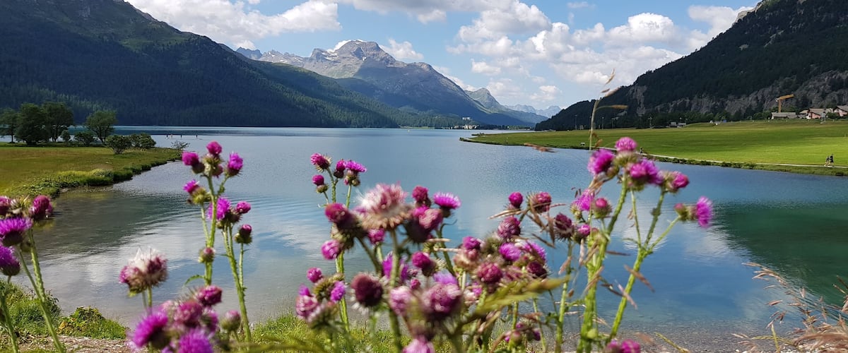 A lake surrounded by mountains, with purple flowers in the foreground.
