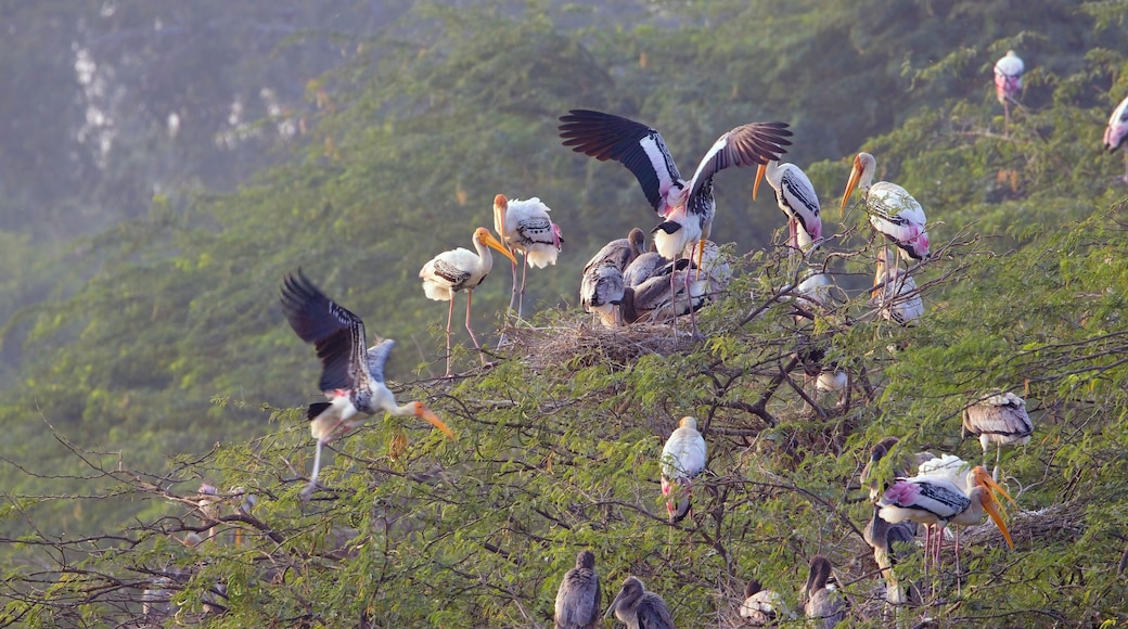 Painted Stork (Mycteria leucocephala) rookery, with adults and juveniles perched in a tree, Sultanpur National Park, Dehli, northern India.