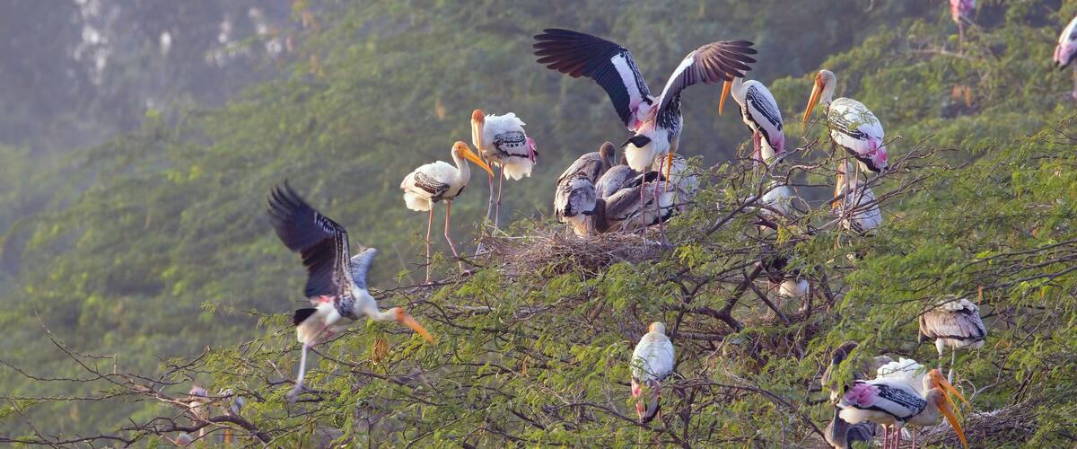 Painted Stork (Mycteria leucocephala) rookery, with adults and juveniles perched in a tree, Sultanpur National Park, Dehli, northern India.