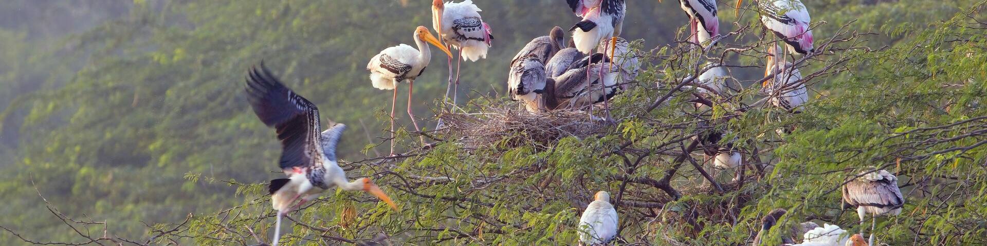 Painted Stork (Mycteria leucocephala) rookery, with adults and juveniles perched in a tree, Sultanpur National Park, Dehli, northern India.