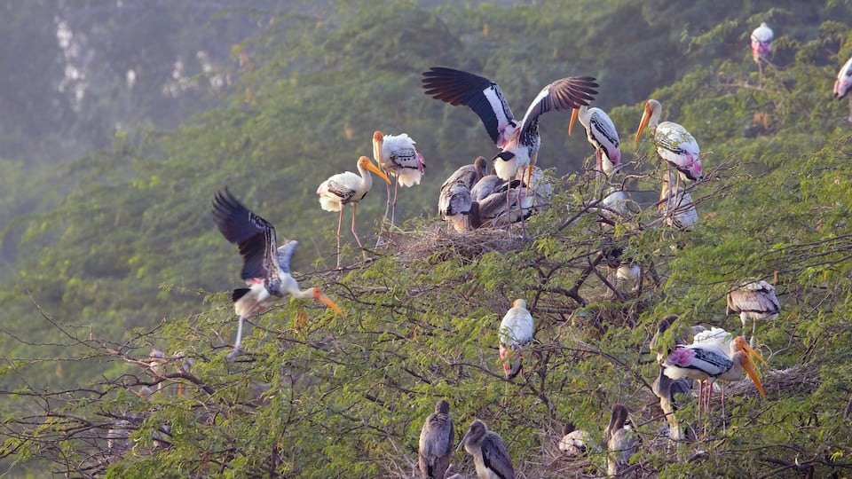 Painted Stork (Mycteria leucocephala) rookery, with adults and juveniles perched in a tree, Sultanpur National Park, Dehli, northern India.
