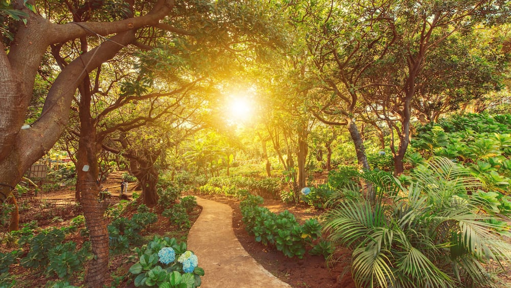 Landscape of a natural park surrounded by trees at sunset. Sunlit park path surrounded by trees at sunset