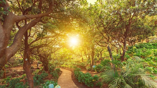 Landscape of a natural park surrounded by trees at sunset. Sunlit park path surrounded by trees at sunset