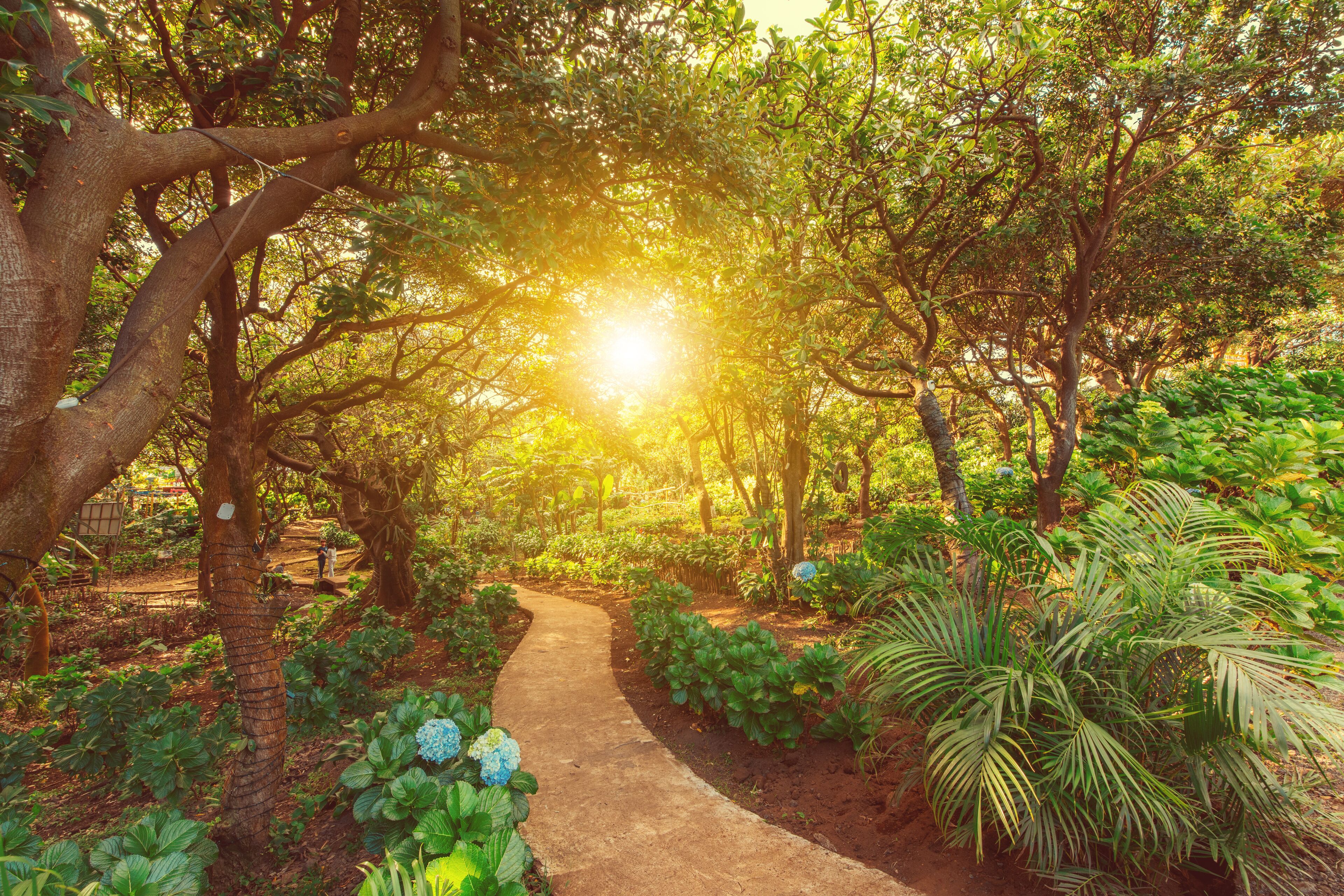 A sunlit garden path surrounded by lush greenery and flowering plants.