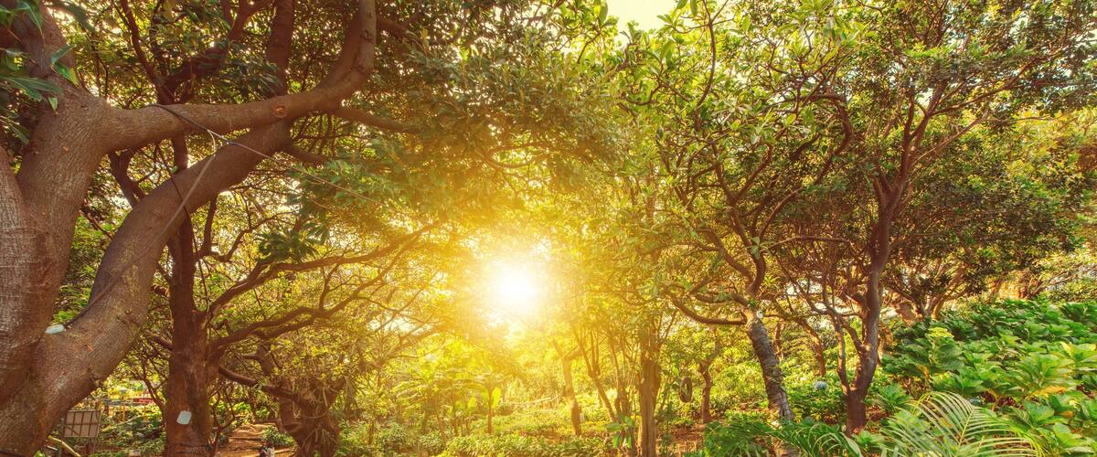 A sunlit garden path surrounded by lush greenery and flowering plants.