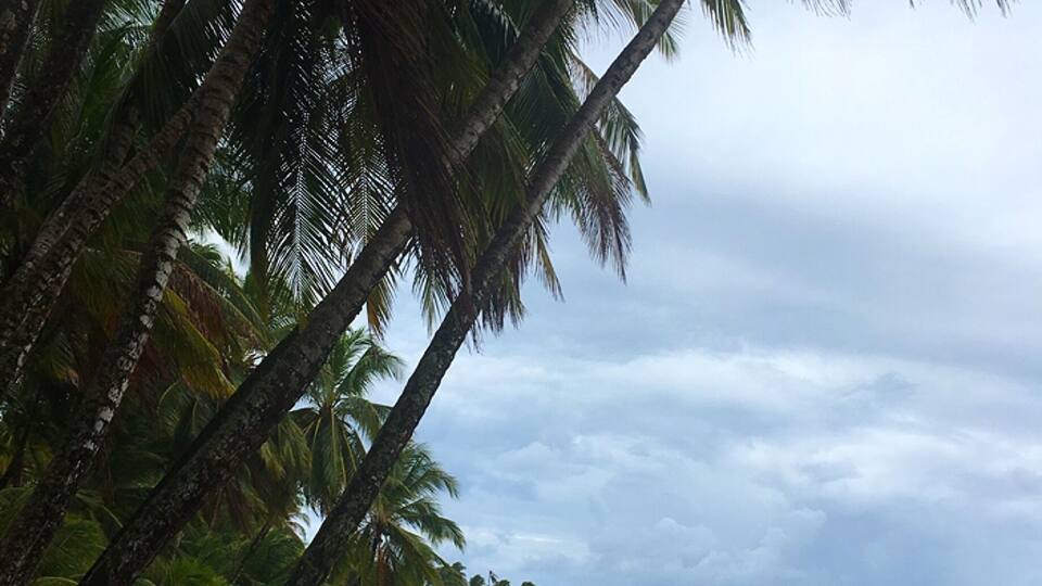 A beach with palm trees and a calm sea.