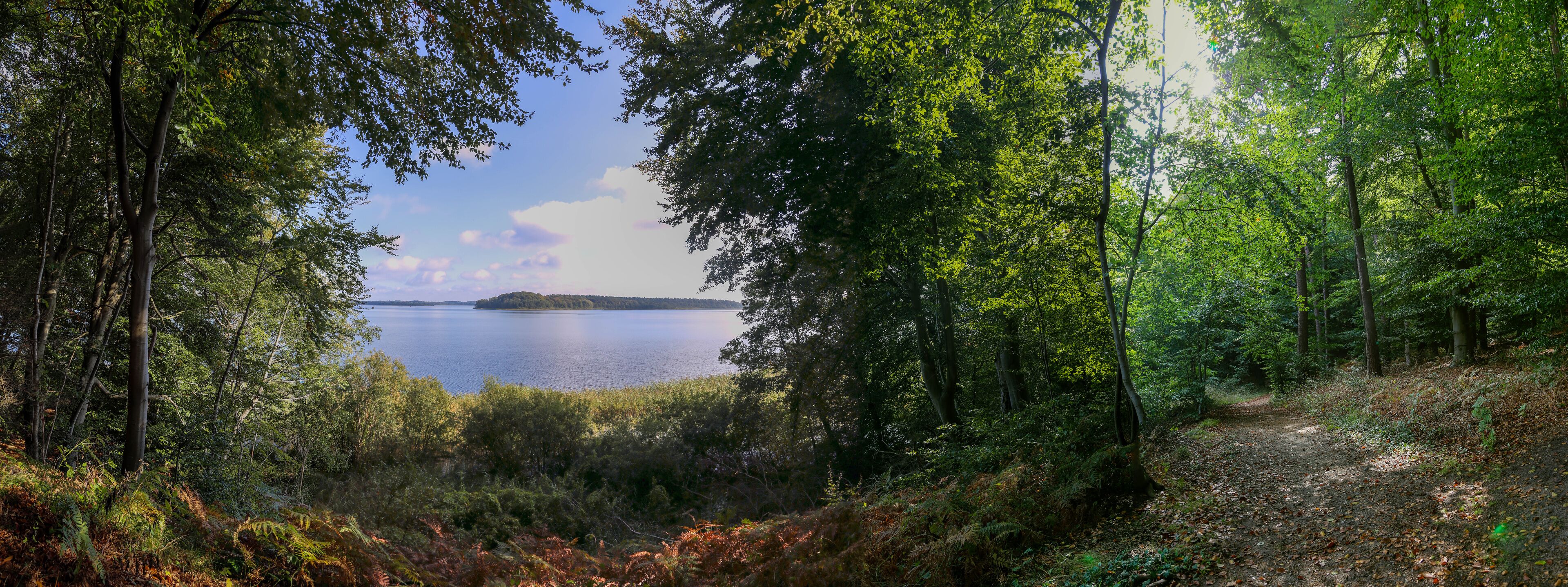 A forested area with a path leading to a body of water.