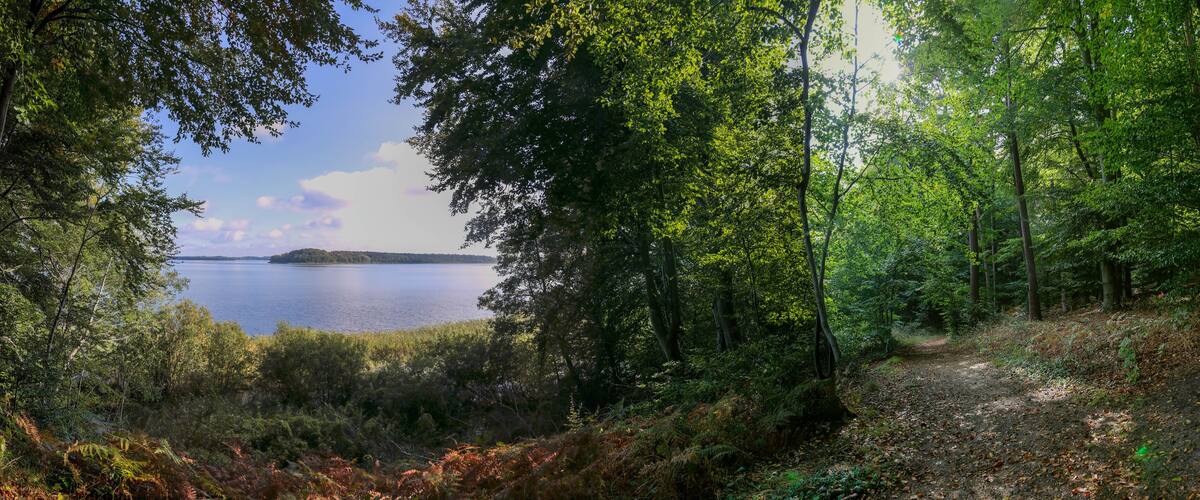 A forested area with a path leading to a body of water.
