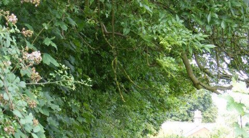 The Icknield Way As it enters Cheveley from Ashley.