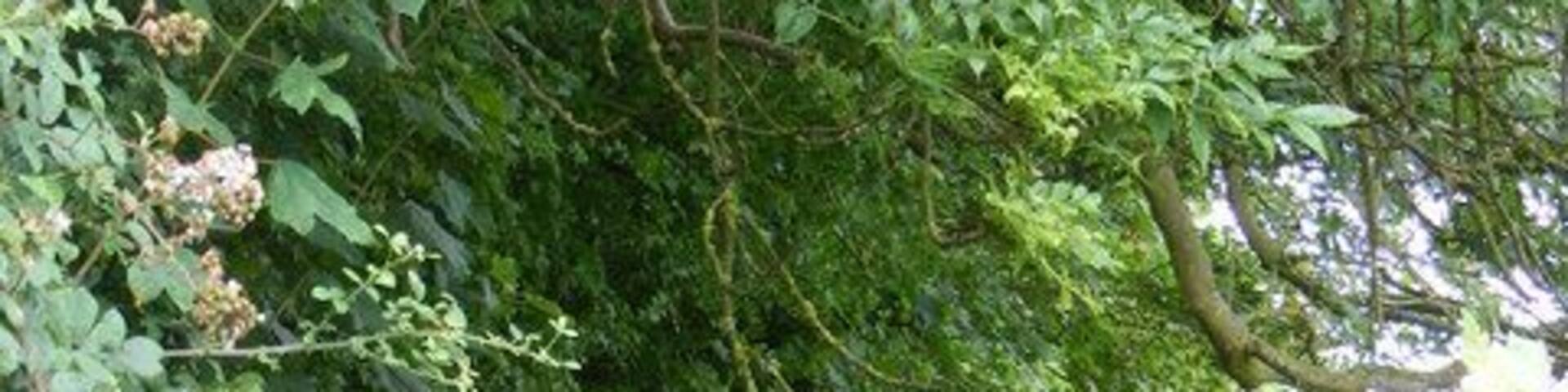 The Icknield Way As it enters Cheveley from Ashley.