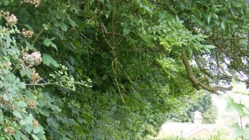 The Icknield Way As it enters Cheveley from Ashley.