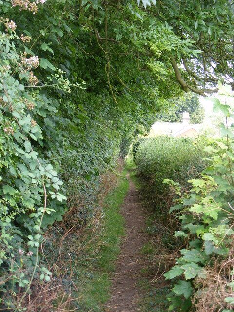 A narrow, leaf-covered path in a wooded area.