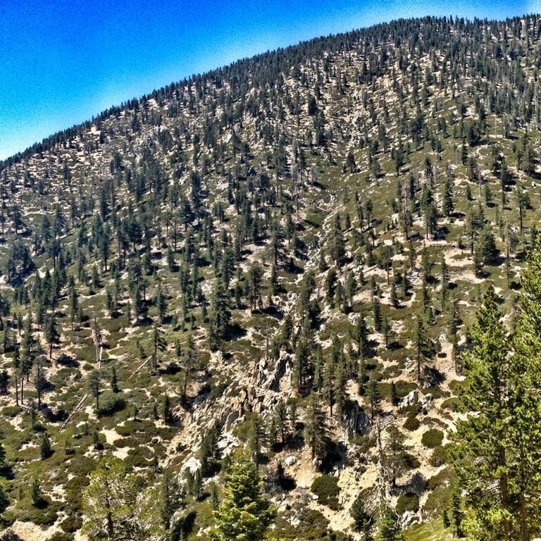 Hillside on the way up Vivian Creek trail option of climbing Mt. Gorgonio. It's a nice day hike of good exercise level: 16 miles and 5700 ft up then down round trip. Highest peak in Southern California. I highly recommend!