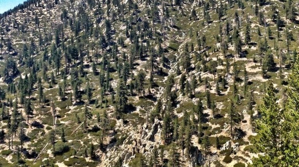 Hillside on the way up Vivian Creek trail option of climbing Mt. Gorgonio. It's a nice day hike of good exercise level: 16 miles and 5700 ft up then down round trip. Highest peak in Southern California. I highly recommend!
