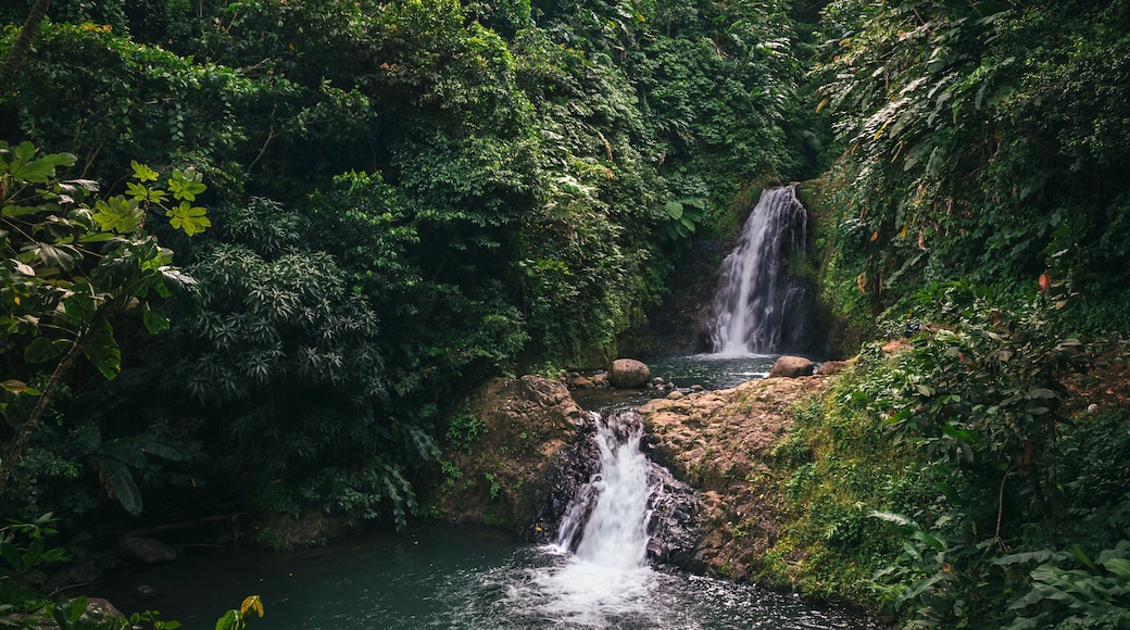 A waterfall cascading over rocks into a pool surrounded by dense green foliage.