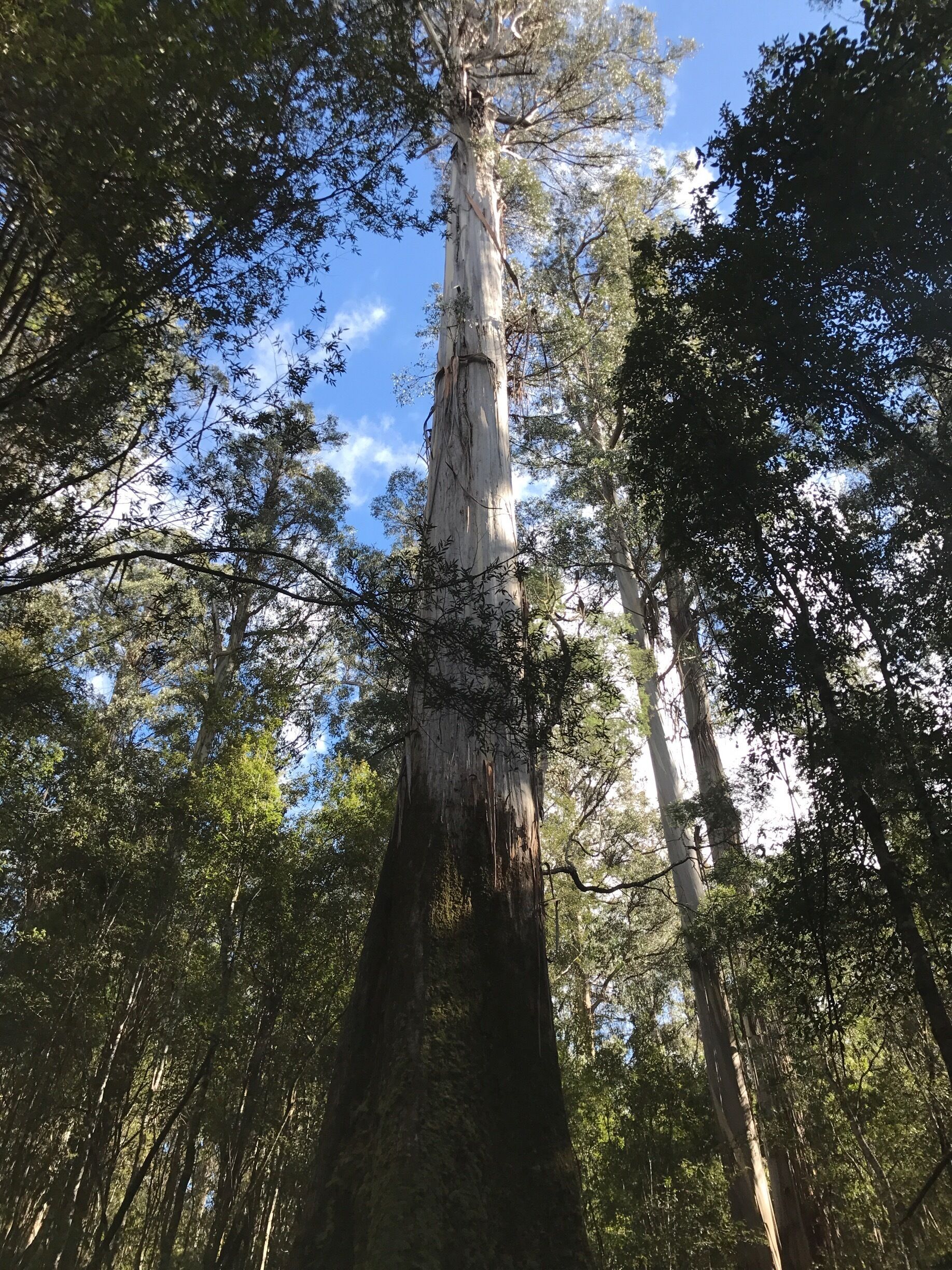 Come and walk among these colossal trees and especially catch the eucalyptus regnans, so poignant and beautiful!! 