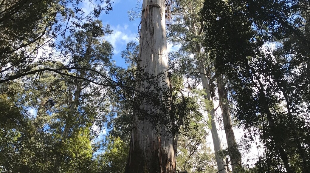 Come and walk among these colossal trees and especially catch the eucalyptus regnans, so poignant and beautiful!!