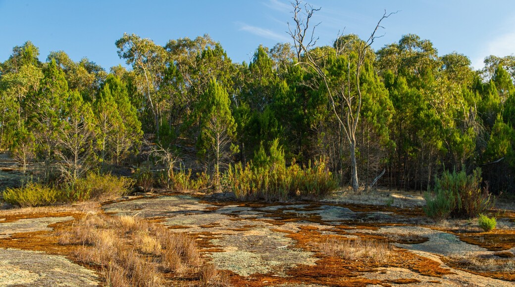 Chiltern-Mt Pilot National Park featuring tranquil scenes