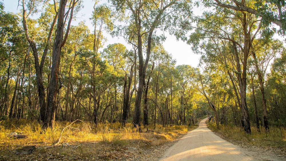 A dirt road flanked by tall eucalyptus trees in a forest.