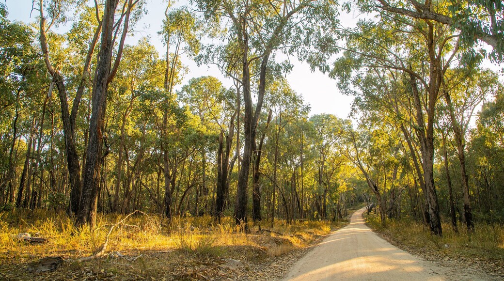Chiltern-Mt Pilot National Park featuring tranquil scenes and forest scenes
