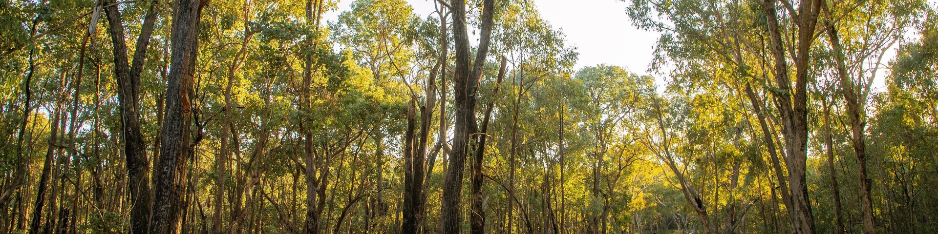Chiltern-Mt Pilot National Park featuring tranquil scenes and forest scenes