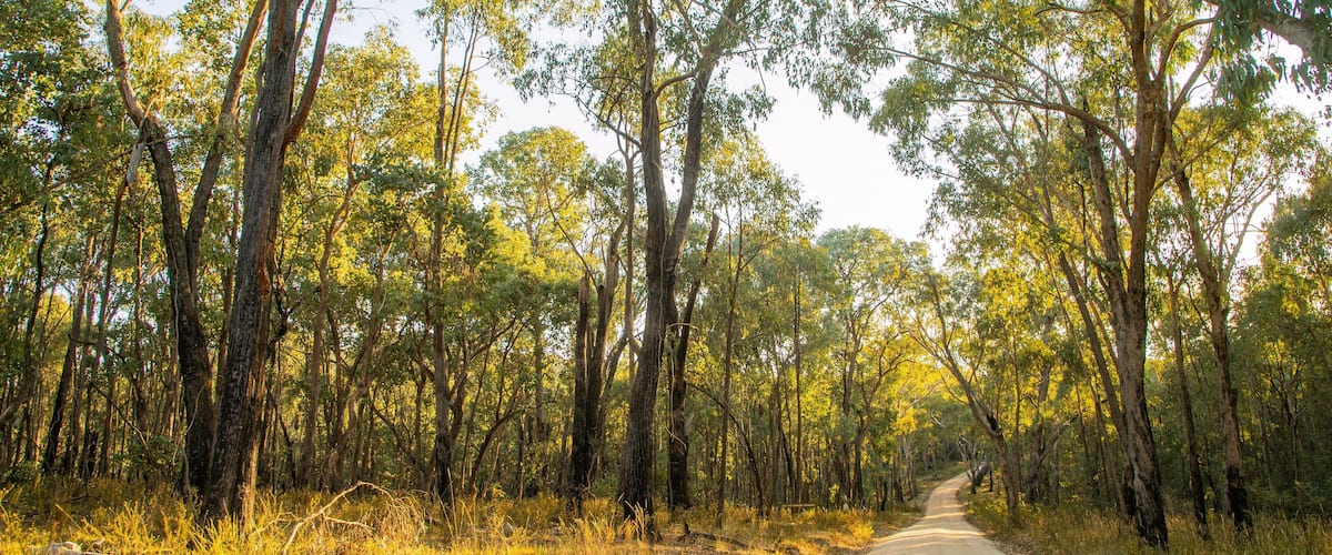 A dirt road flanked by tall eucalyptus trees in a forest.