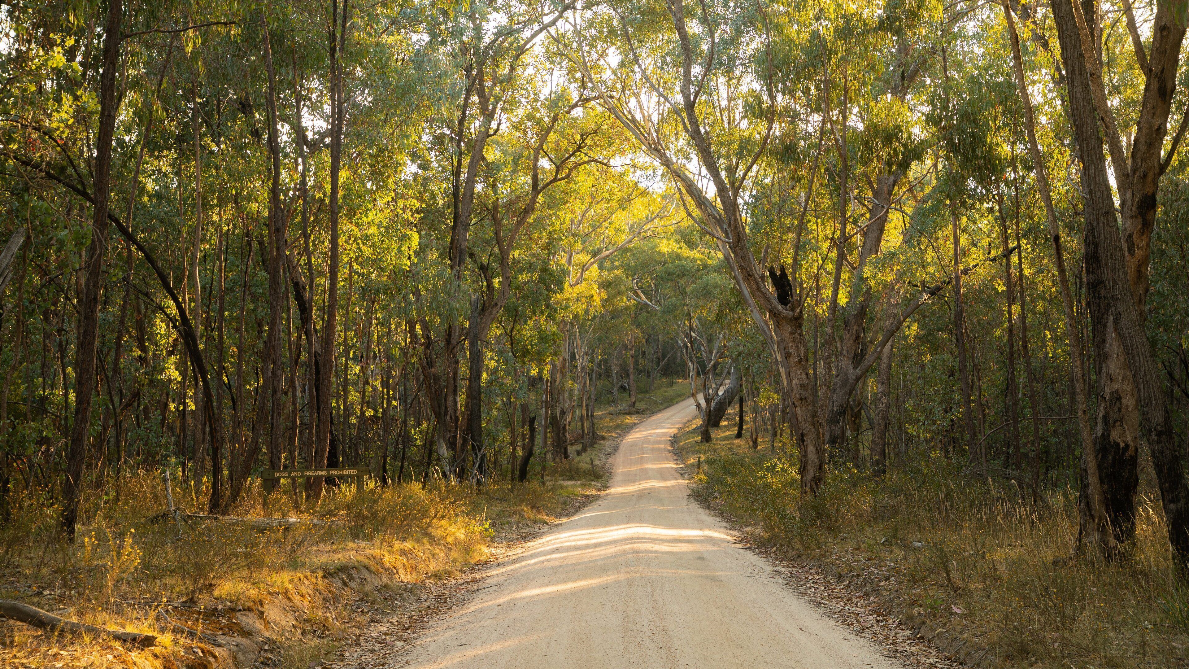 A dirt road flanked by tall trees in a forested area.