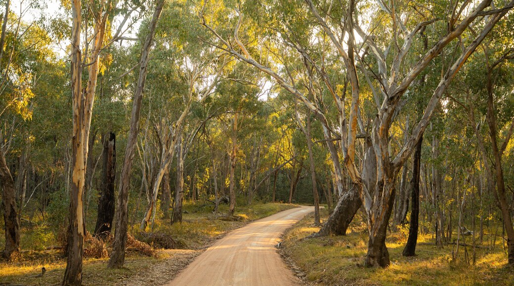 Chiltern-Mt Pilot National Park which includes forests and a park
