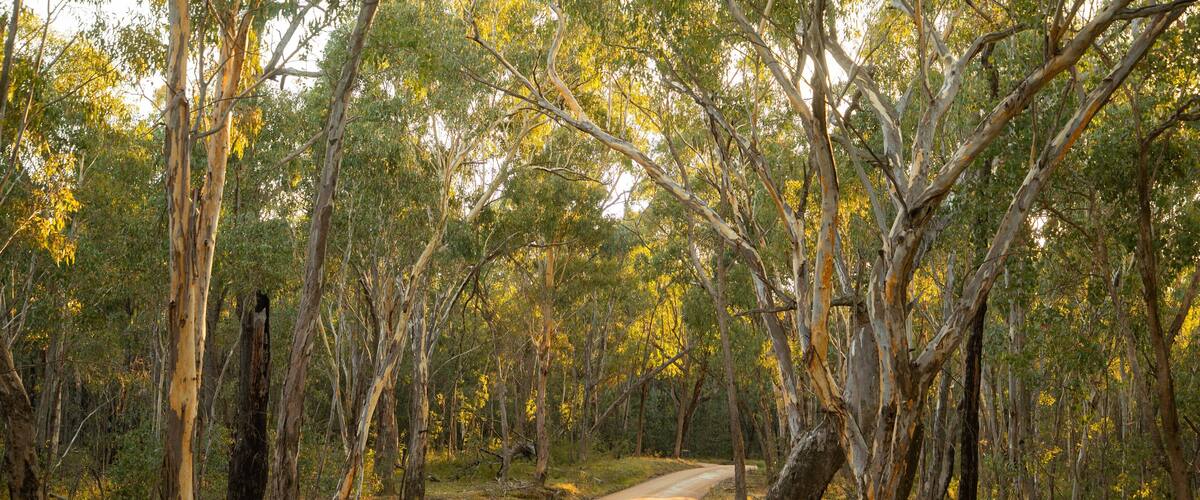 Chiltern-Mt Pilot National Park which includes forests and a park