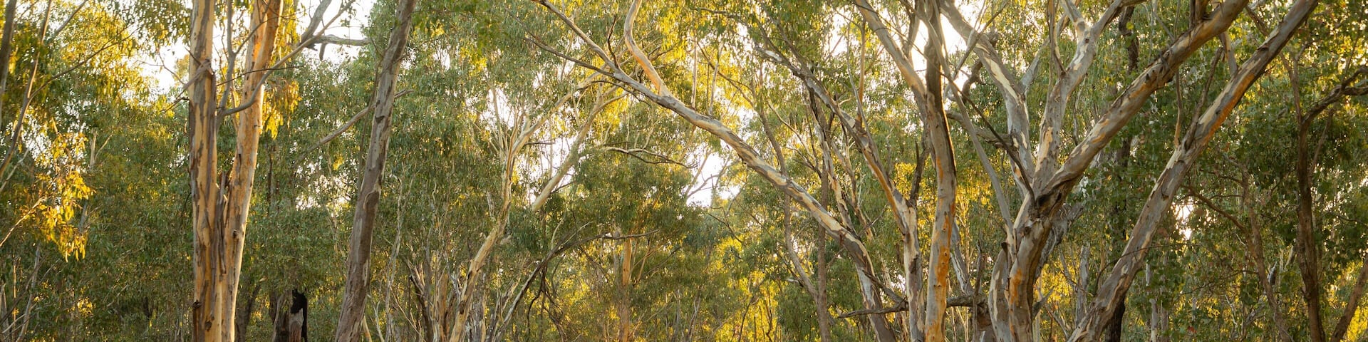 Chiltern-Mt Pilot National Park which includes forests and a park