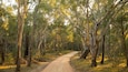 Chiltern-Mt Pilot National Park which includes forests and a park